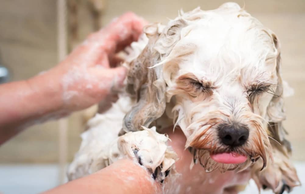 Best Dog Shampoo for Allergies