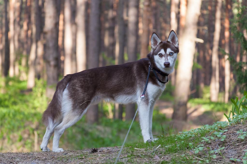 Alaskan Klee Kai - Training Course on Alaskan Klee Kai, kleki dog