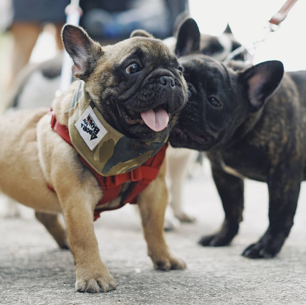 two dogs fawn pugs on ground