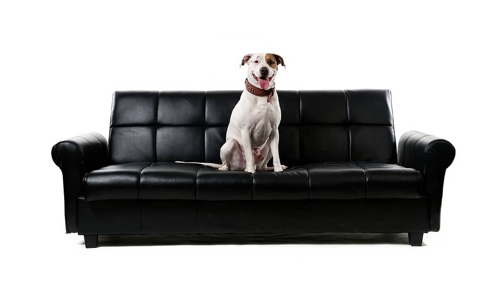 white dog on a black dog sofa