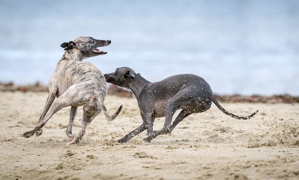 types of hounds greyhounds on brown sands