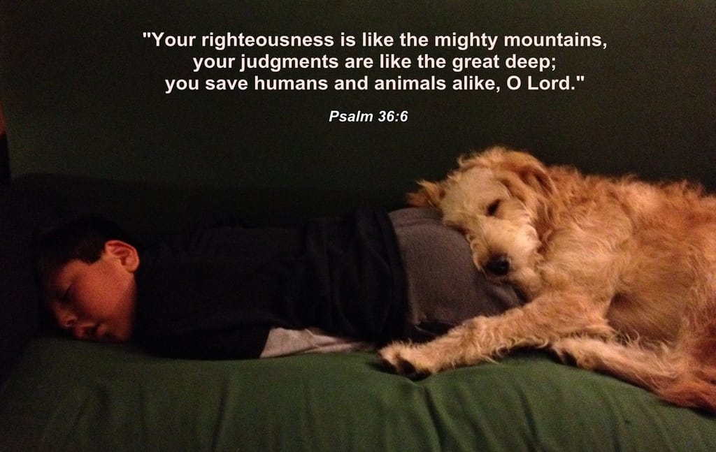 18-bible-verses-about-dogs-you-must-know-simply-for-dogs