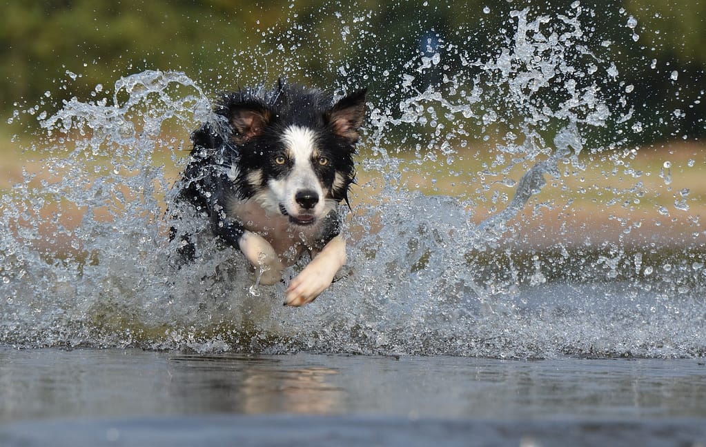 Portuguese Water Dog Dashing Trough Body of Water