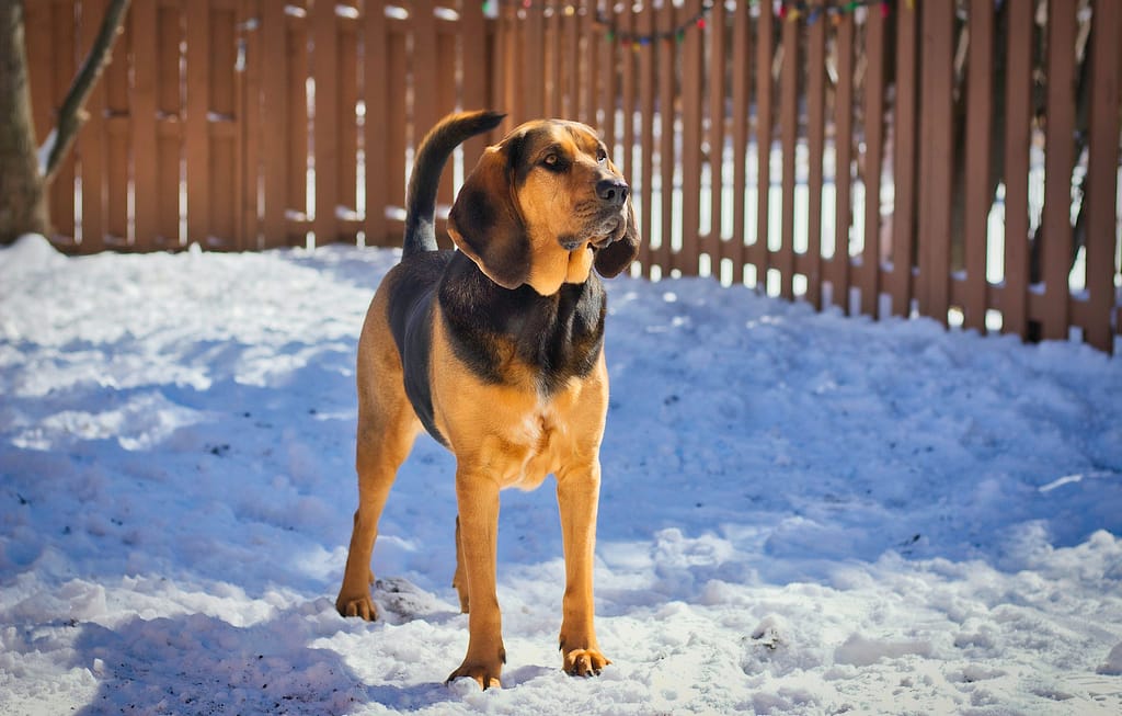A Bloodhound Standing on a Snow Covered Ground