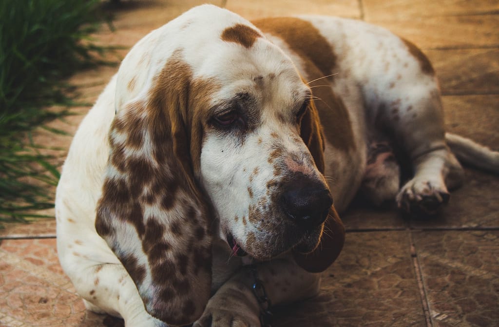 Brown and White Basset Hound Lying on Floor