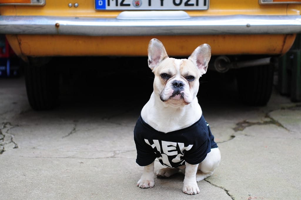 mini english bulldogs