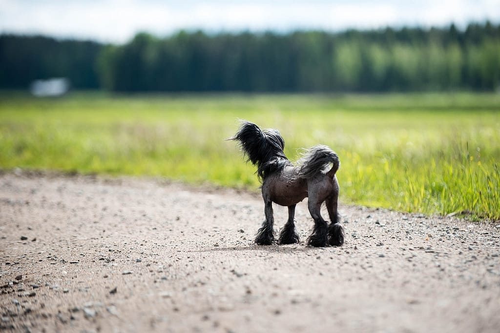 Chinese Crested Dog out in the field on a summer