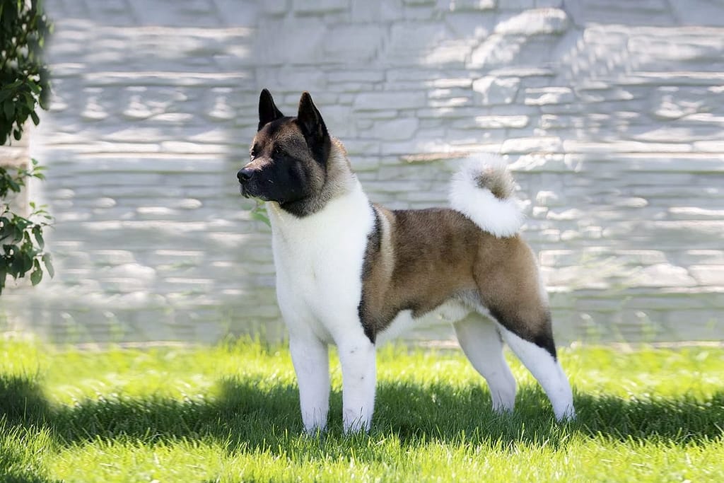 The Amazing Akita Dogs 101: The Ultimate Guide