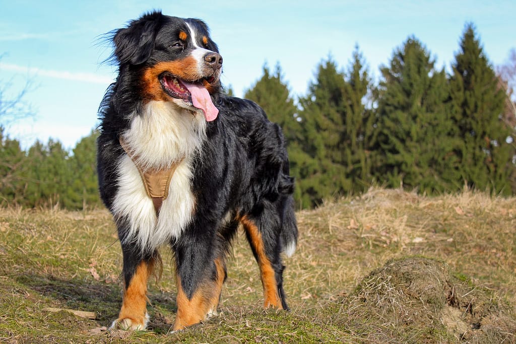 big doggo bernese mountain dog