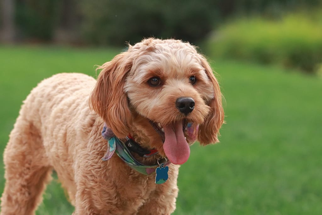 Cavapoo