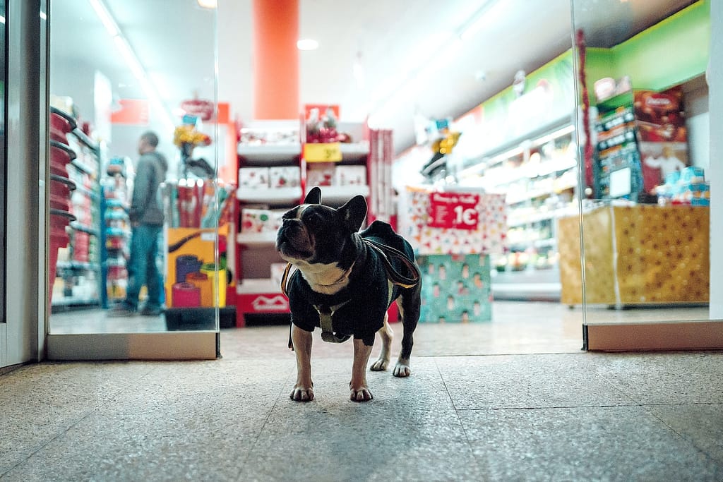 black dog walking in front of store to get cheap pet supplies