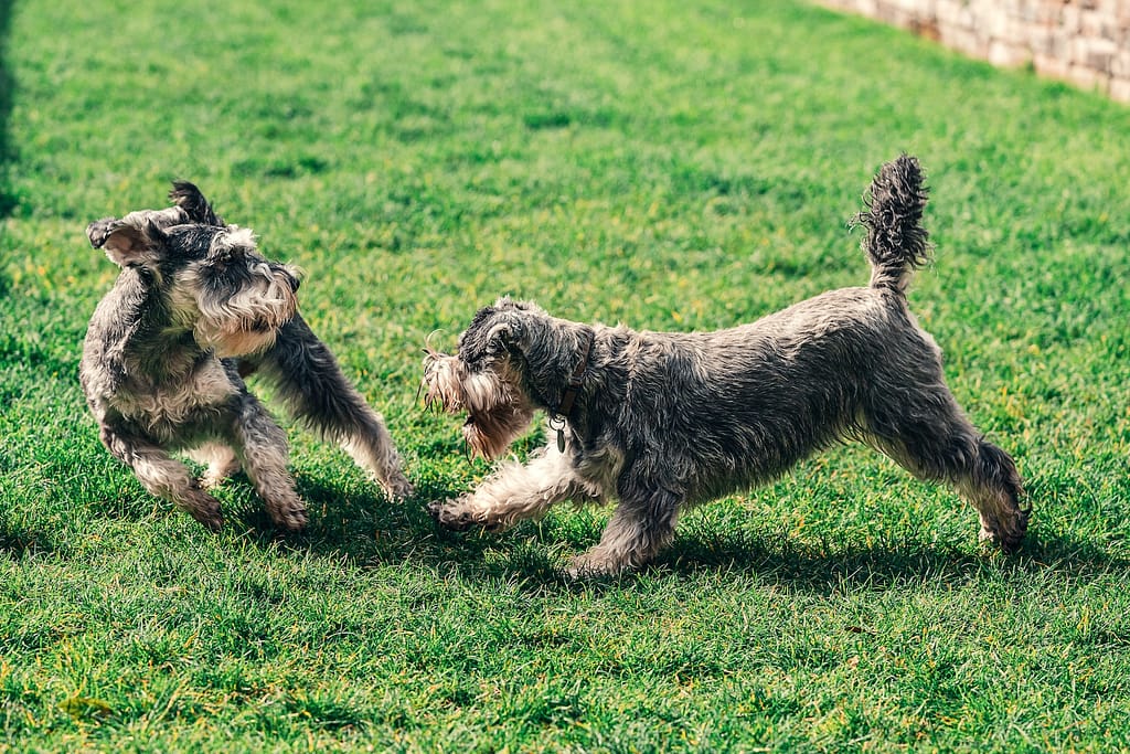 Why Schnauzers are the worst dogs