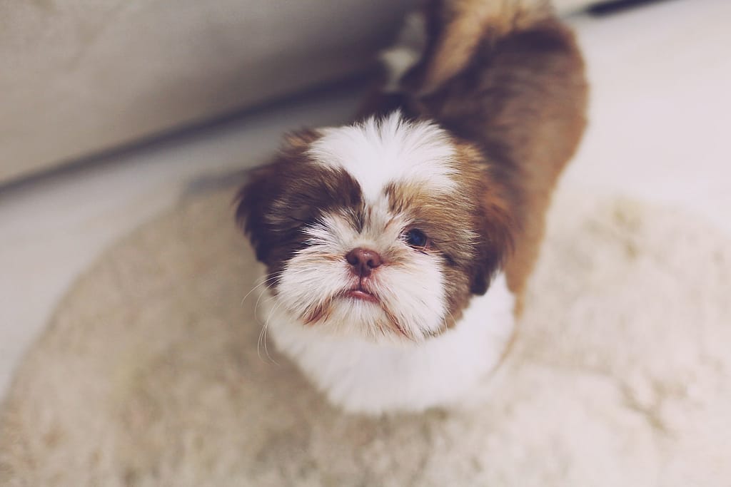 Why Shih Tzus Are The Worst Dogs