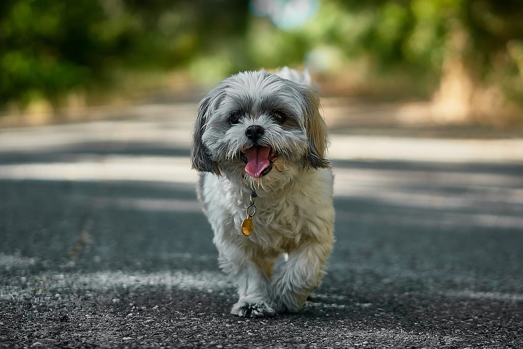 Why Shih Tzus Are The Worst Dogs