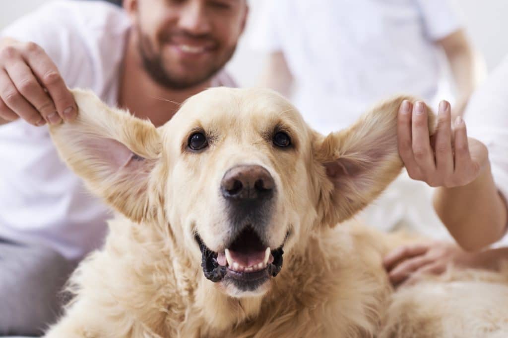 Dog ear cleaner