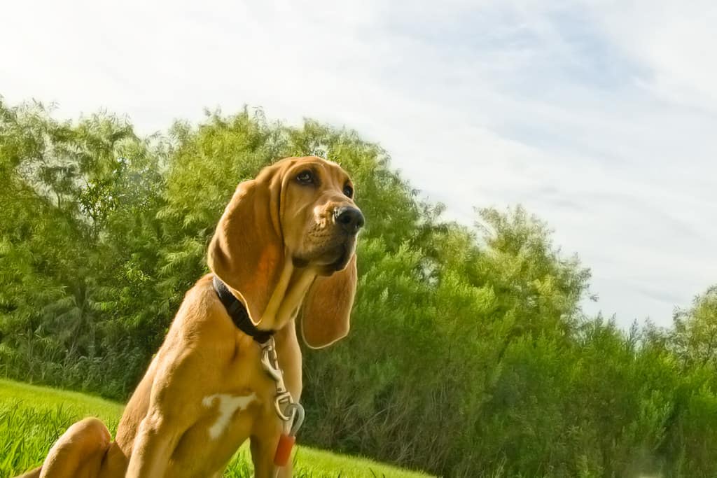 Bloodhound on the field