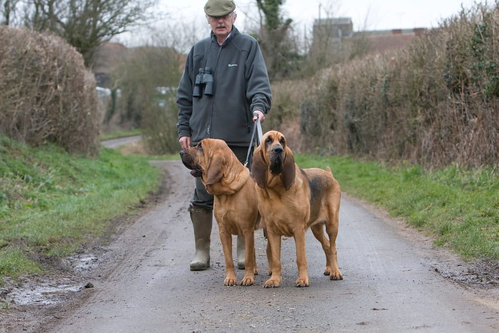 Bloodhounds Standing on a dirt road with its owner