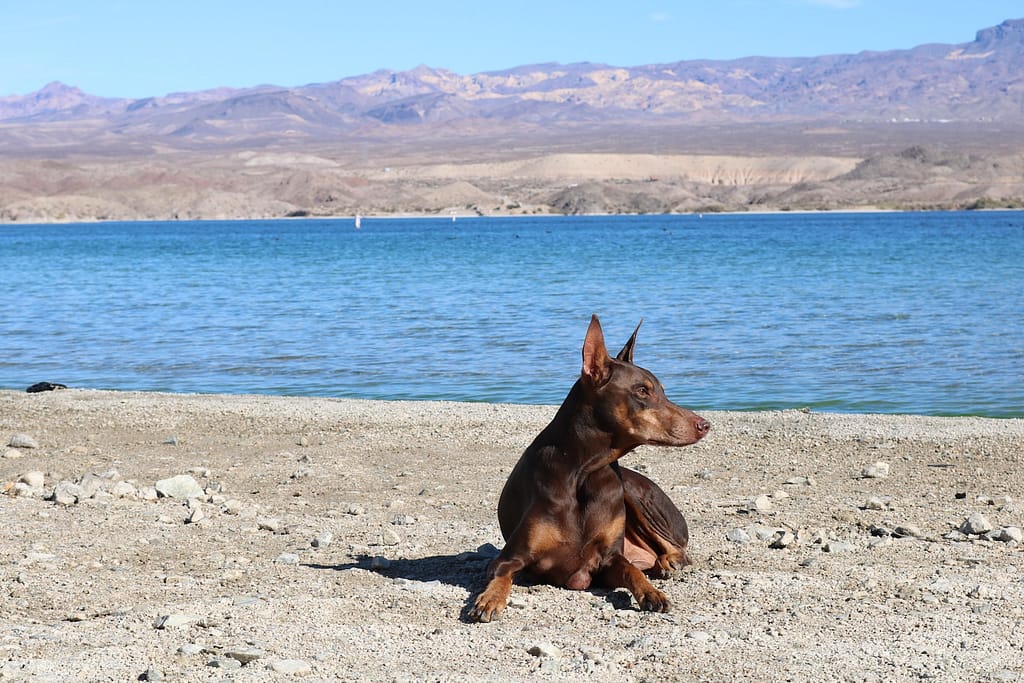 a doberman pinscher sitting on a beach next to a body of water