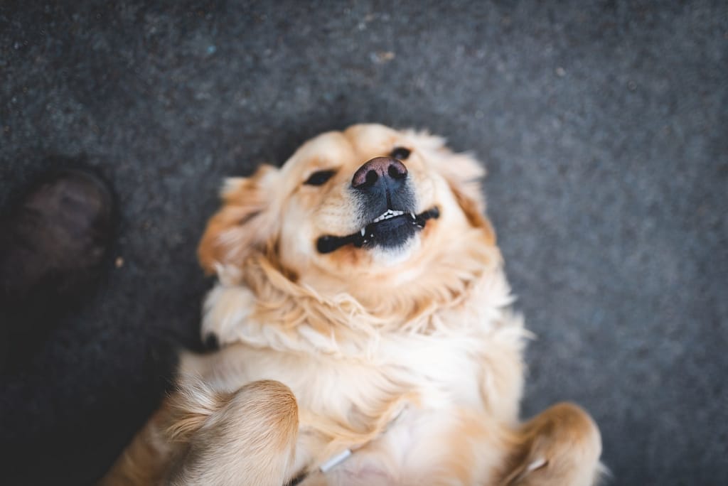 adult cream golden retriever laying on floor with dog smile on its face