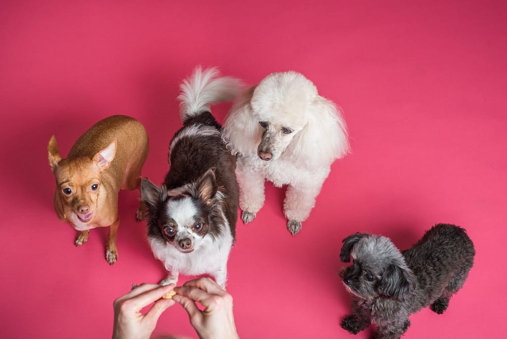 Huron Valley Humane Society: Four Dogs on Pink Background