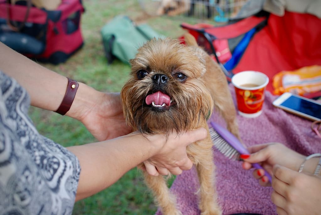 person holding a brussels griffon