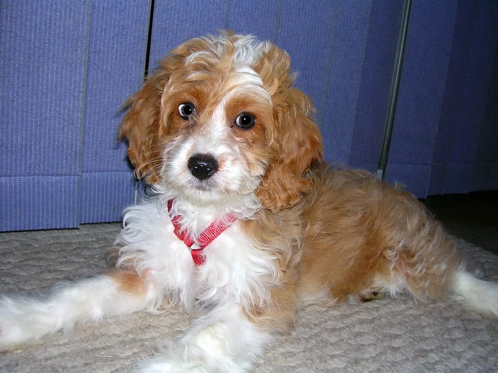 Cocker spaniel best sale yorkie poodle mix