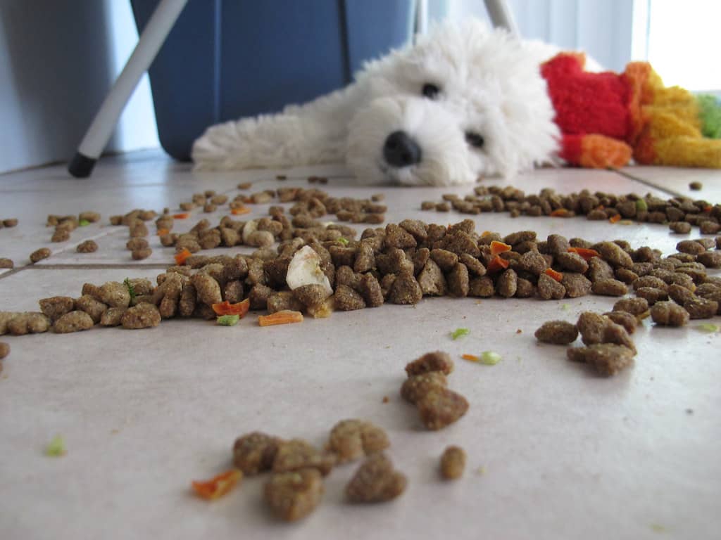 Dog played with his expensive dog food