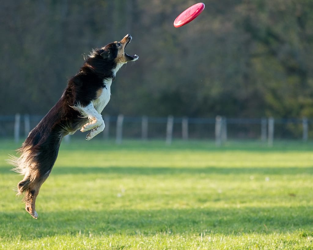 black and white long coated dog biting red and white football on green grass field during playing dog frisbee