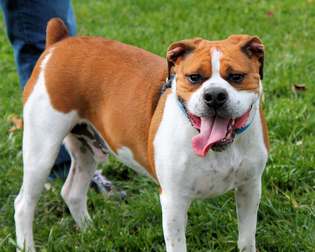 Boxer Beagle Mix - The Perfect Playful & Loyal Companion