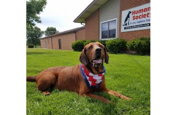 Auglaize County Humane Society 