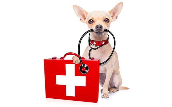 5 Crucial Items To Have In Your Dog First Aid Kit: Must-Have Items for Pet Parents