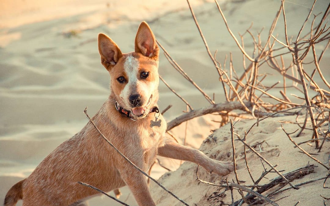 What It’s Like To Own A Cattle Dog