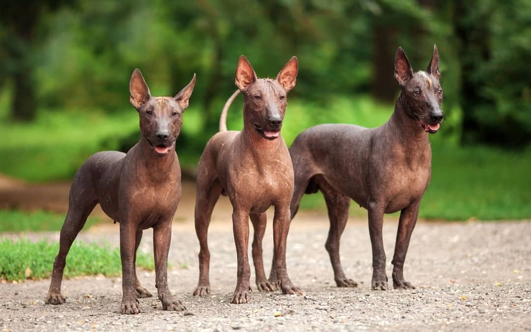 Hairless Dogs: No Tangles Now