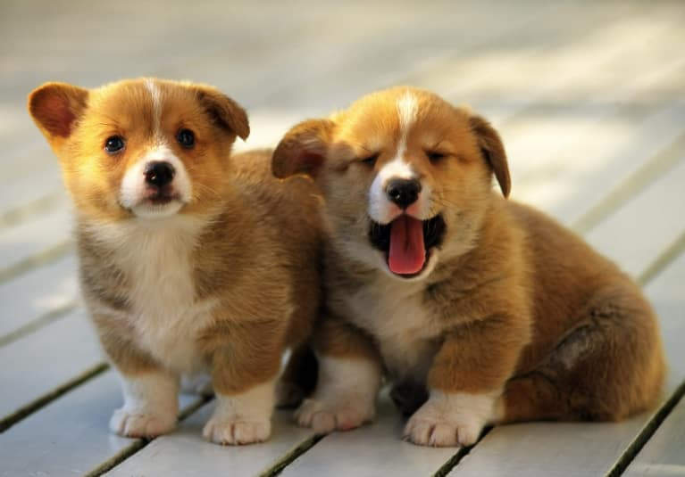 Dog Names That Start With W: Cute and Charming for your Pups