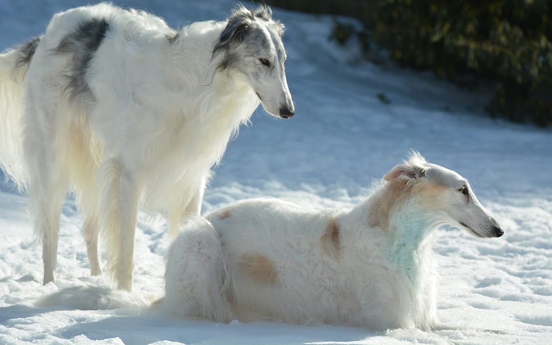 Borzoi Dog: A Beginner’s Guide to Owning and Caring for this Beautiful Breed