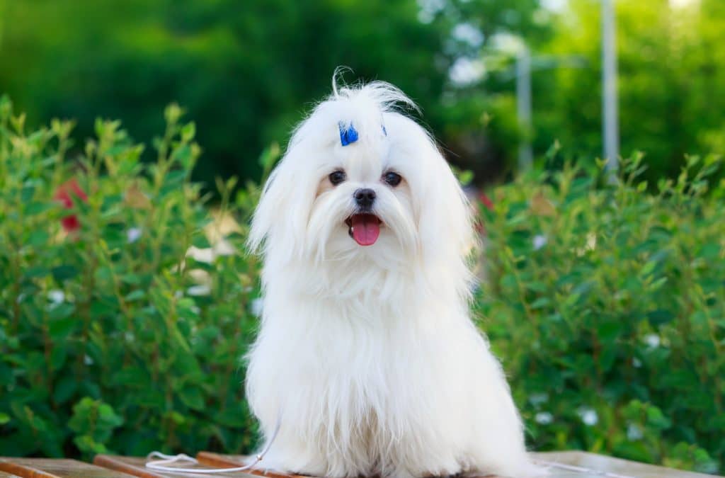 Perros malteses: una guía para el compañero perfecto