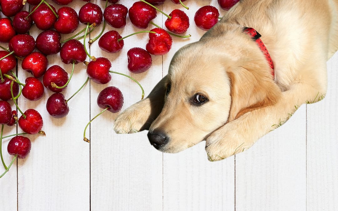 ¿Pueden los perros comer cerezas? Una guía de los riesgos y beneficios