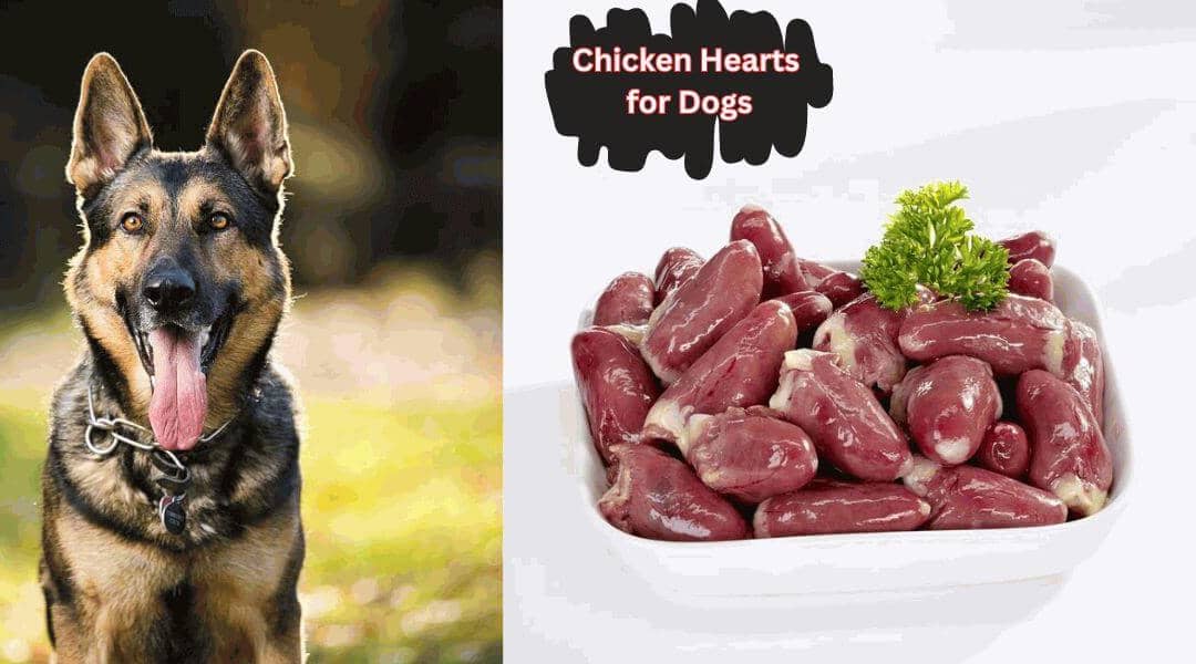What Are the Nutritional Benefits of Chicken Hearts for Dogs?