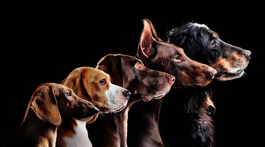 Dumb Breeds Of Dogs: Common Misconceptions About Dog Intelligence