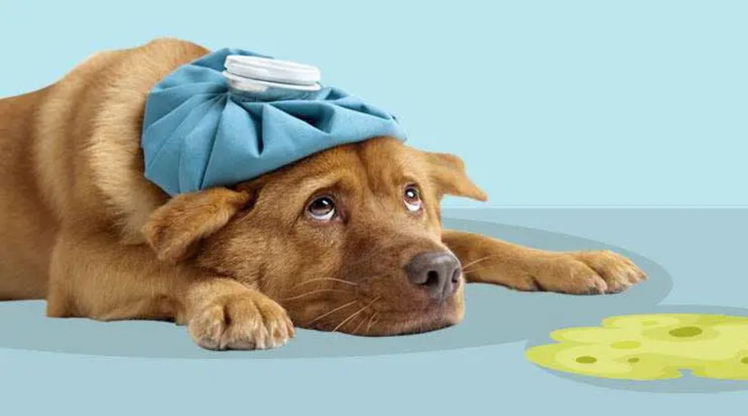 Inducing Vomiting: How To Make Dog Throw Up