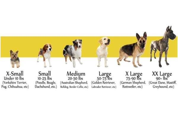 Puppy Growth Chart Calculator By Breed