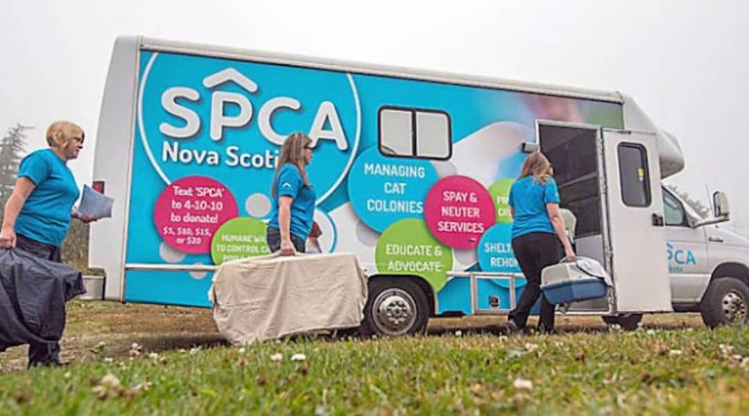 The SPCA Truro: A Safe Haven for Animals in Need