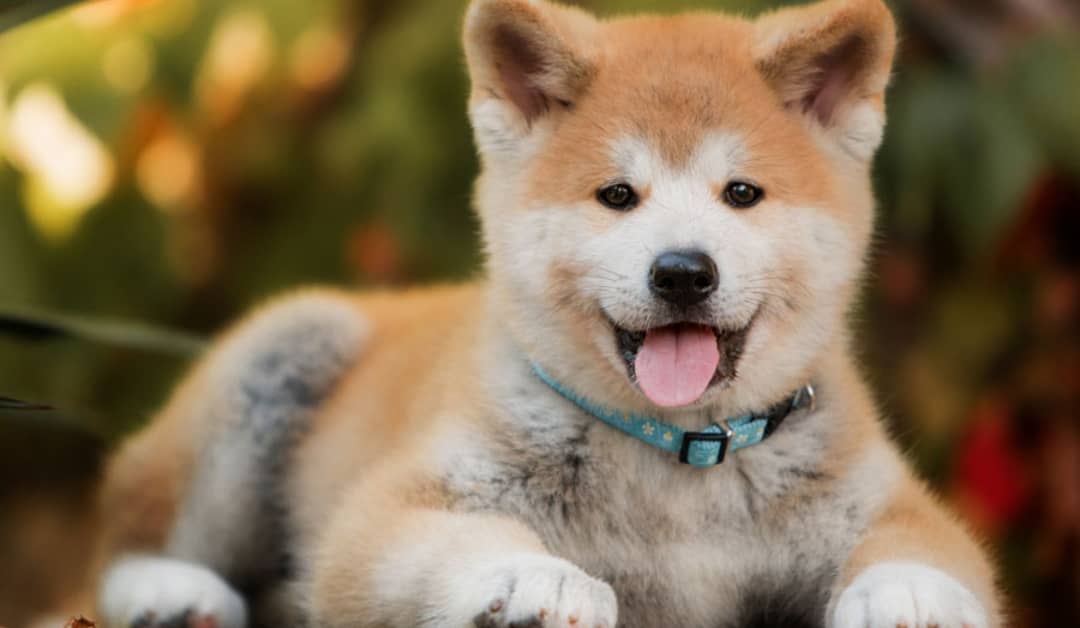 Discover Majestic Akita Puppies – A Perfect Blend of Strength and Loyalty