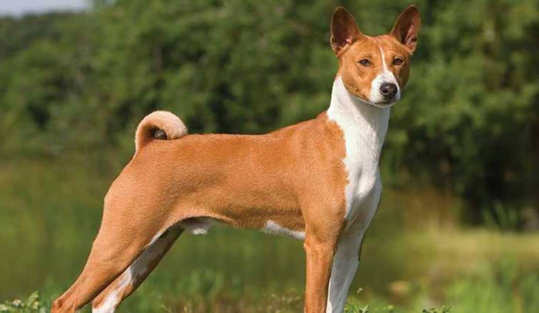 Discover The Enchanting Basenji Dog Breed: Unveiling The Unique Traits And Characteristics