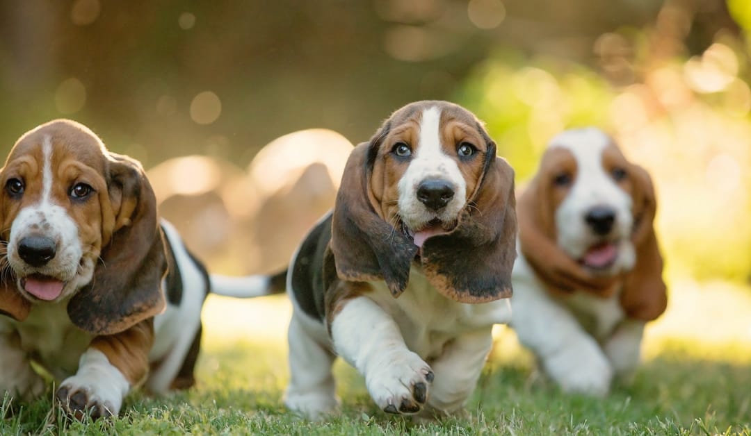 Basset Hound Puppies: You New Best Friend With Endearing Long Ears