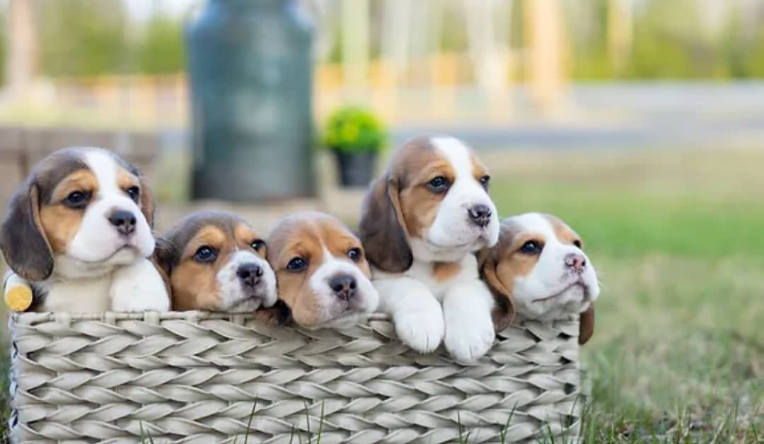 Adorable Beagle Puppies: Your Gateway to Unconditional Love and Playful Companionship