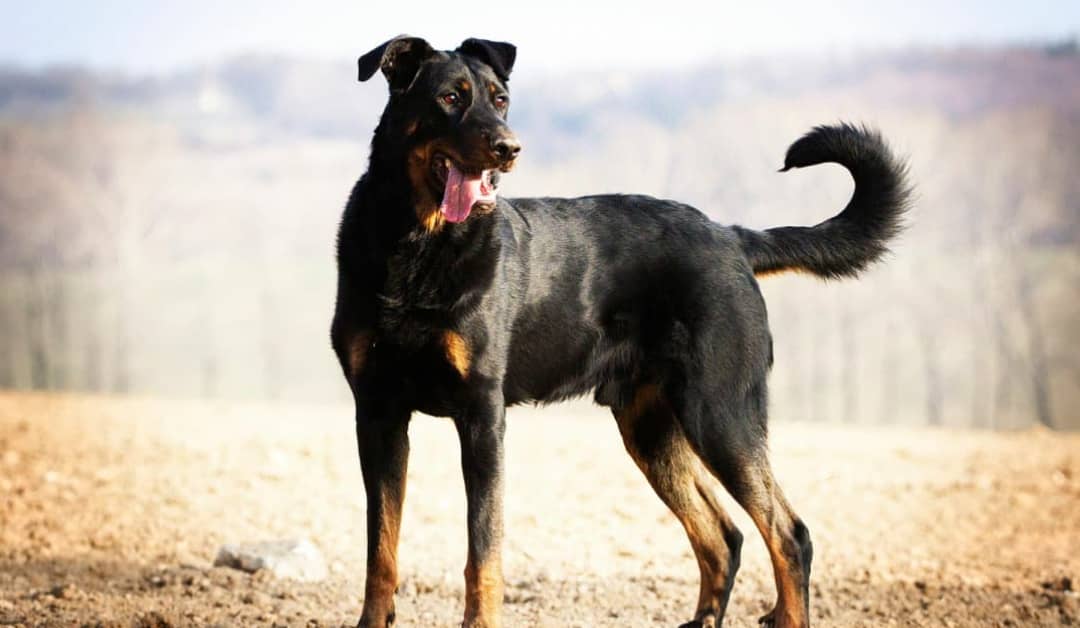 Beauceron Excellence: Unveiling the Majesty and Temperament of this Dog Breed