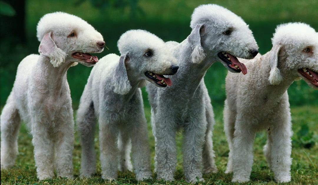 Bedlington Terrier dog breed: The Quirky Canine with a Heart of Gold