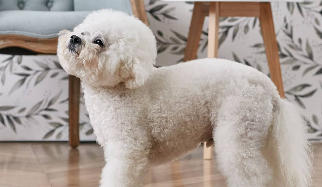 Bichpoo Bliss: Unlocking the Magic of Bichon Poodle Mixes for Endless Joy and Cuddles