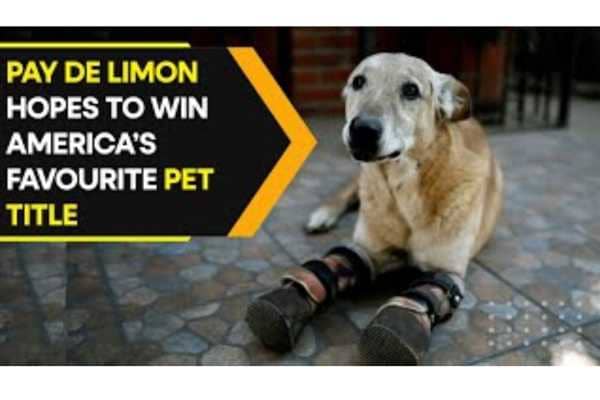 Pay De Limon: From Cartel Victim To America's Favorite Pet